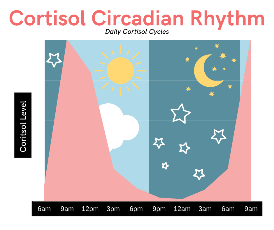 Graphic showing the cortisol circadian rhythm graph