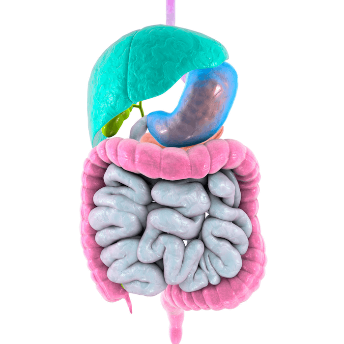 digestive system with neon pink blue green and turquoise