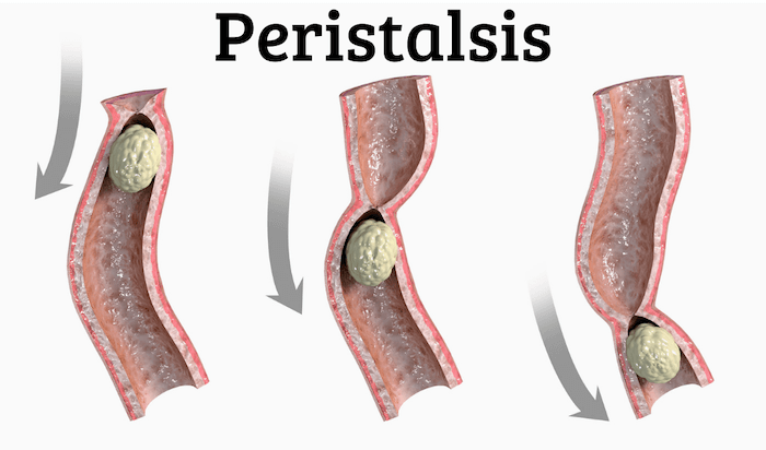 peristalsis graphic showing how it moves